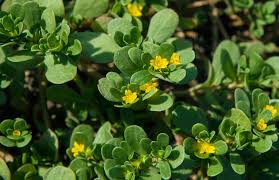 Compra online piante di portulaca oleracea (porcellana). Portulaca Tutte Le Proprieta E I Benefici Di Questa Pianta