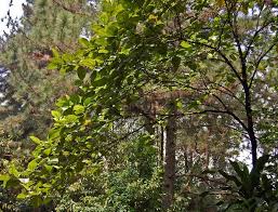 Image result for Bellucia