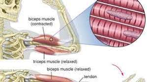 Muscles are attached to bones and are controlled by nerves that communicate with the brain. Biceps Muscle Anatomy Britannica