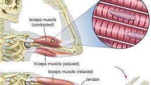 Tutorials and quizzes on muscles that act on the arm/humerus (arm muscles: Biceps Muscle Anatomy Britannica