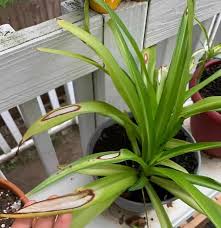 Here are spider plant care & growing tips to easy to care for, can handle a bit of low light, and looks great with spider plant babies cascading. Spider Plant Light Requirements How Much Light Does It Need Garden For Indoor