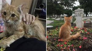 Hari itu adalah hari pertama mereka masuk sekolah. Kisah Haru Rambo Kucing Yang Sedih Dan Sakit Sakitan Ditinggal Majikan Tak Beranjak Pandangi Nisan Tribun Pontianak