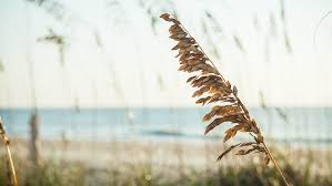 Amelia Island Weather Omni Amelia Island Plantation Resort