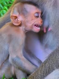 Smart Baby Monkey Leo and Mom Libby Playtime