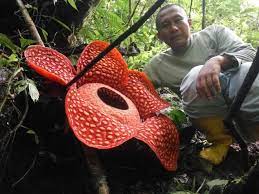 Rafflesia ne possède ni tige, ni feuille, ni racine, mais une fleur actinomorphe à cinq pétales. La Plus Grande Fleur Du Monde Decouverte Dans Une Reserve En Indonesie Geo Fr