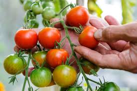 How To Grow Tomatoes Growing Tomato Plants Growing Tomatoes In Containers Growing Tomatoes Indoors
