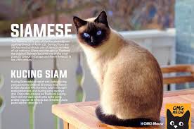 Oleh nazzatul nadia binti hashim. Jomkita On Twitter Jomkitakongsi 50 Jenis Baka Kucing Yang Tersangatlah Comel Yang Perlu Korang Tahu Jomkita Korang Geram Dekat Yang Mana Satu Kredit Facebook Omg Meow Https T Co Qud6cts4gw