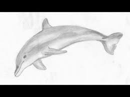 How To Draw A Dolphin - Pencil Sketch - How To Draw An Eye Dolphin Drawing Eye Drawing Realistic Eye Drawing