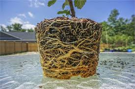 Attractive tree with tasty fruits. Figbid Online Auctions Of Fig Trees Fig Cuttings Growing Supplies Violette De Bordeaux Fig Tree 6 Pot