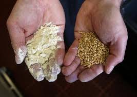 Stone ground white whole wheat flour. Diy Flour Stone Ground Whole Grains Are On The Rise The Mercury News