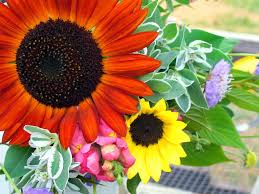 Yellow coneflower (echinacea paradoxa) is another us native plant. The Hard Working Beauty Of Sunflowers The New York Times