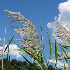 Image result for Phragmites australis