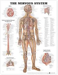 It regulates homeostasis in the body by controlling heart rate, digestion. Amazon Com The Nervous System Anatomical Chart Anatomical Chart Company Office Products