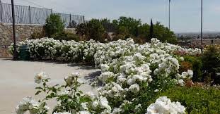 Save time and shop online for your kitchen. El Paso Municipal Rose Garden