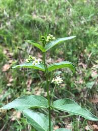 Image result for Vincetoxicum