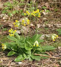File Primula Veris 230405 Jpg Wikipedia The Free Encyclopedia Medicinal Plants Perennial Flowering Plants Plants