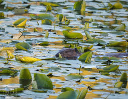 See full list on pondtrademag.com North American Beaver Eating Lily Pads Like Enchiladas Ingrid Taylar Foto