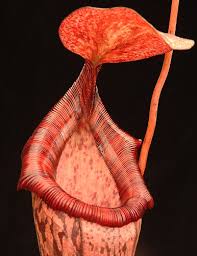 We did not find results for: Nepenthes Spectabilis X Ventricosa Be 3745 Bergen Water Gardens Lotus Paradise