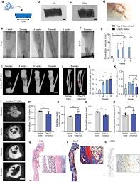 Details of the specimens, scans. Developmentally Engineered Callus Organoid Bioassemblies Exhibit Predictive In Vivo Long Bone Healing Nilsson Hall 2020 Advanced Science Wiley Online Library