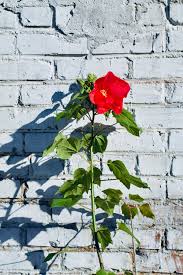 Image result for Hibiscus mutatus