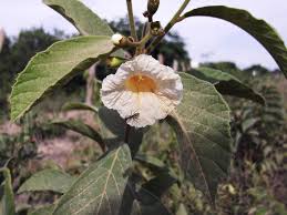 Image result for Cordia sp.A.