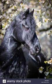 .ulm ham dynamit ag (formerly a. Friesische Pferd Portrait Von Schwarzen Hengst In Einem Bluhenden Obstbaum Deutschland Stockfotografie Alamy
