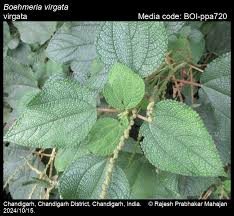 Image result for Boehmeria macrophylla