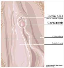 But it's often not a case of vanity that brings somebody under the knife. Clitoral Hood Reduction Wikipedia