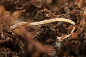 Maybe you would like to learn more about one of these? What Are Pot Worms What To Do For White Worms In Compost