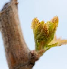 Grape fruitfulness is defined as the percentage of buds that produce one or more flower clusters. Annual Grapevine Cycle Grapes From California