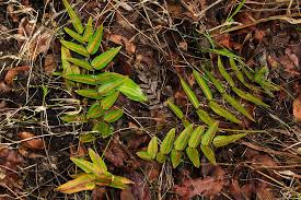 Image result for Pellaea doniana