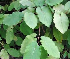 Image result for Kava