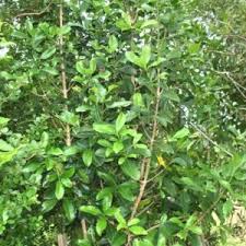 Image result for Elaeodendron croceum