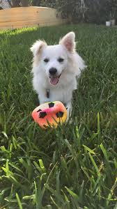 Black And Tan Jack Russell Terrier Dachshund Mix American Eskimo Jack Russell Mix Aka Eskijack