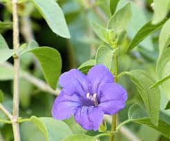 Image result for Ruellia praetermissa
