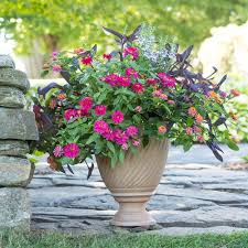 They are a perfect summer flowering plant that needs to be grown annually. Savannah Summer Annual Collection Container Flowers Container Garden Design White Flower Farm