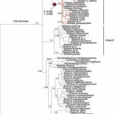 Image result for Sebaea junodii