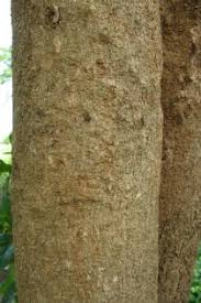 Image result for Albizia glaberrima