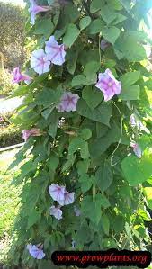 Blue Morning Glory Blue Morning Glory Morning Glory Flowers Indica Plant