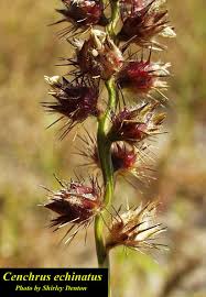 Image result for Cenchrus