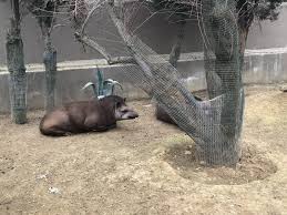 Darica Hayvanat Bahcesi Ne Gordum Horses Discovery Animals