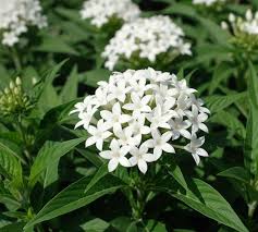Image result for Pentas