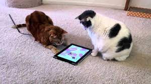 6,019 likes · 25 talking about this. Animales Chistosos Jugando Con Tablets Recopilacion Videos Divertidos Youtube