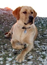 We did not find results for: Amber Sky Labradors