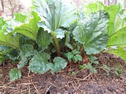 Planter De La Rhubarbe Jardinage Bio Jardin D Automne Jardinage