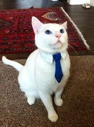 10 Ideas De Ropa De Gato Ropa De Gato Ropa Para Gatos Ropa Para Mascotas