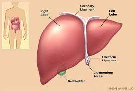 Hands, or small, gripping body parts used for a tremendous number of actions. Liver Function Tests Diseases Symptoms Causes Location