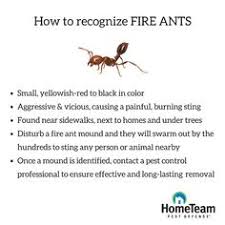 Armed forces pest management board (afpmb). 99 What S All The Buzz Ideas Pests Pest Control Home Team