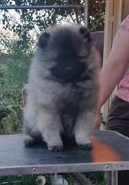 Review how much keeshond puppies for sale sell for below. Jen Ndi Keeshonden