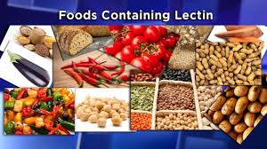 Understanding The Lectin Free Diet The Journal Of Wild Culture